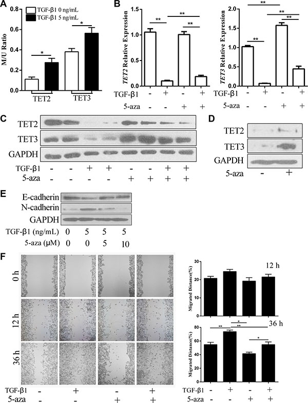 5-aza antagonizes the TGF-&#x03B2;1-induced suppression of TET2 and TET3 and the EMT-like process.