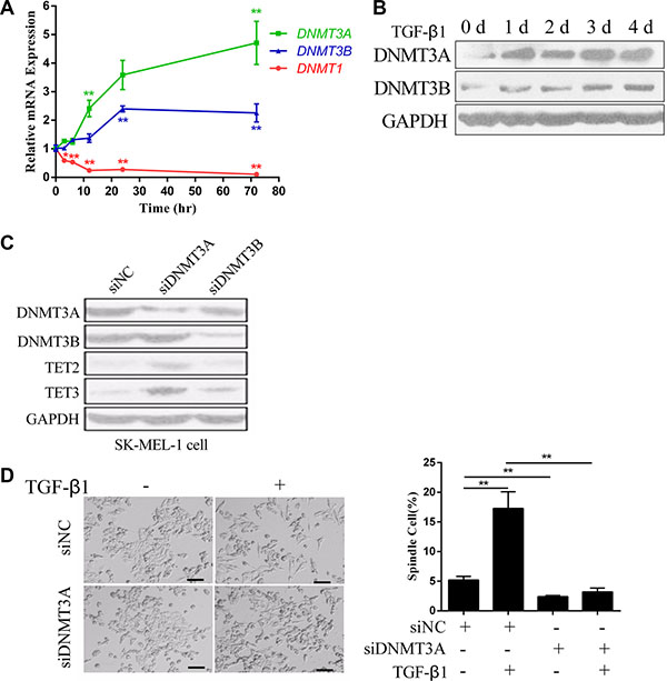 DNMT3A mediates the TGF-&#x03B2;1-induced down regulation of TET2 and TET3.