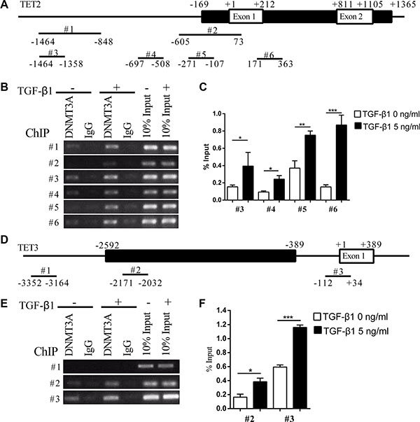 TGF-&#x03B2;1 enhances the recruitment of DNMT3A to the TET2 and TET3 promoters.