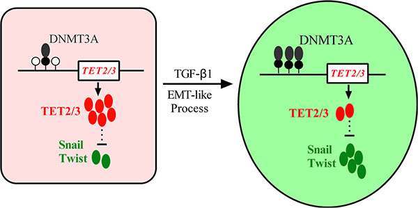 A model depicting the roles of epigenetic silencing of TET2 and TET3 in TGF-&#x03B2;-induced EMT-like process in melanoma.