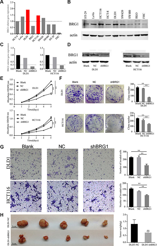 Knocking down BRG1 expression in colon cancer cells inhibits cell proliferation and invasion.