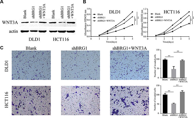 BRG1 regulates colon cancer cell proliferation and invasion via positive regulation of WNT3A.