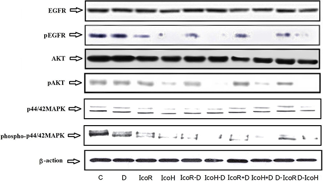 Expression and phosphorylation of tumor-related proteins in tumor xenografts.