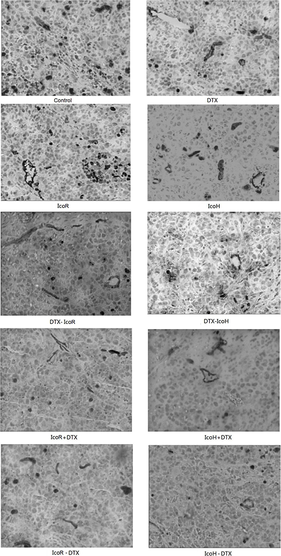 Immunohistochemical detection of CD34 expression in tumor xenografts.