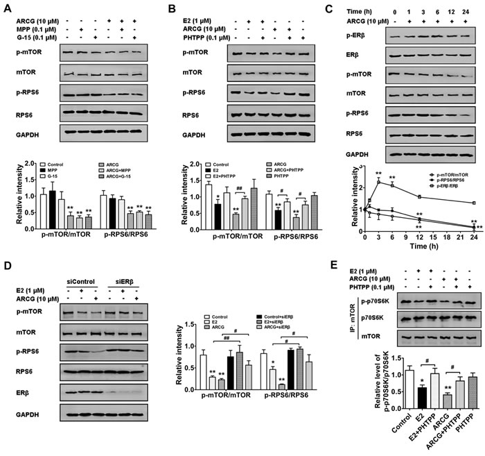 Arctigenin inhibits the activation of mTORC1 pathway in T cells by targeting ER&#x3b2;.