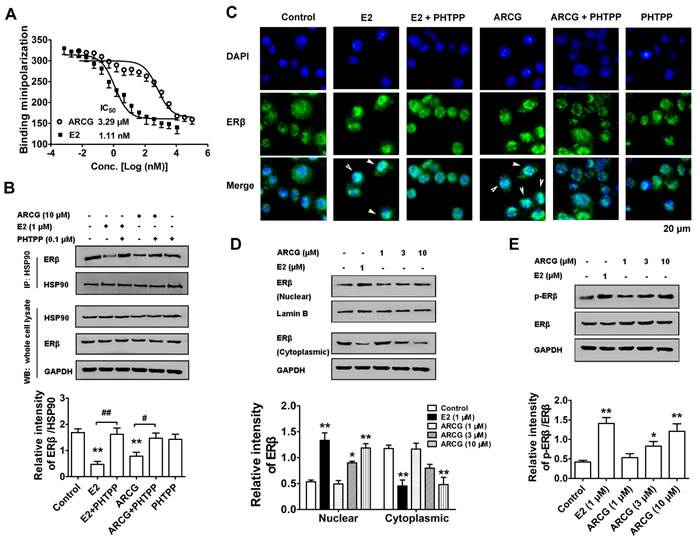 Arctigenin displays binding ability to ER&#x3b2; and promotes the activation of ER&#x3b2; in T cells.