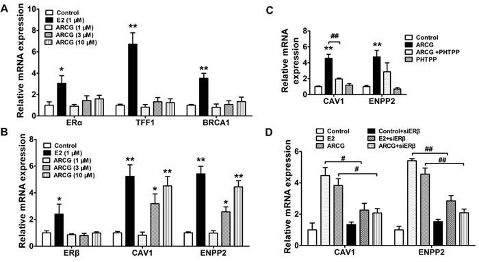 Arctigenin promotes the transcriptional activity of ER&#x3b2; in T cells.