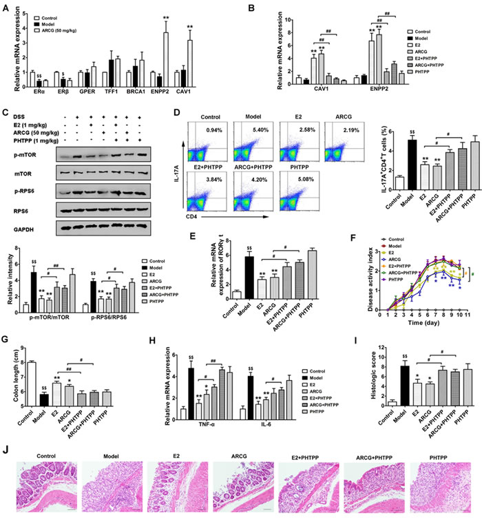 Activation of ER&#x3b2; induced by arctigenin is associated with inhibition of mTORC1 activation, Th17 response and disease amelioration in DSS-induced colitis mice.