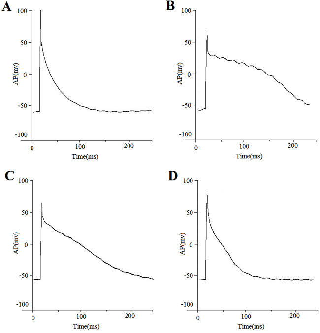 Action potential recordings from representative cells obtained from a