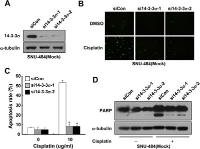 Depletion of 14-3-3&#x3c3; expression enhances cisplatin resistance in gastric cancer cells.