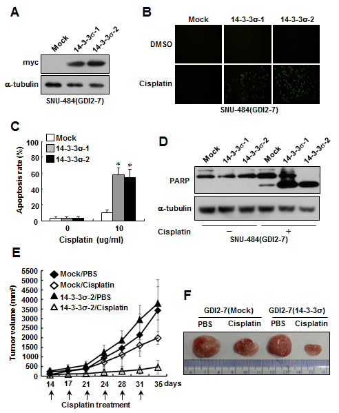 Ectopic expression of 14-3-3&#x3c3; restores chemosensitivity to cisplatin in RhoGDI2-overexpressing gastric cancer cells.