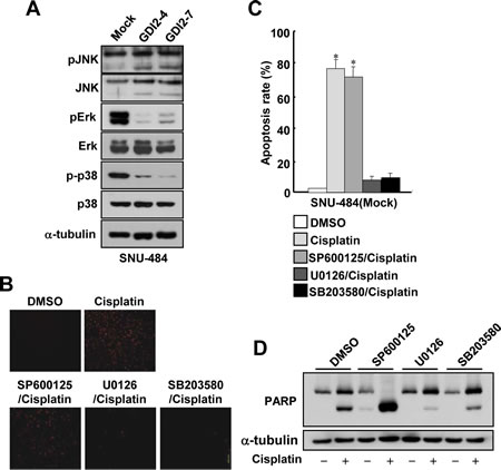 Suppression of Erk and p38 activation attenuates cisplatin-induced apoptosis in gastric cancer cells.