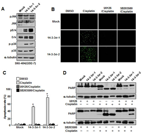 Ectopic expression of 14-3-3&#x3c3; attenuates RhoGDI2-induced cisplatin resistance in gastric cancer cells through Erk and p38 activation.