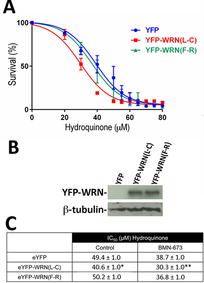 Dose-response curves of HEK293 cells expressing the eYFP-WRN(L-C) and eYFP-WRN(F-R) variants in presence of hydroquinone and PARP inhibition.