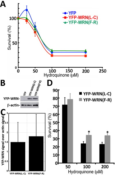 Dose-response curves of WS fibroblasts (AG11395B) expressing eYFP-WRN(L-C) and eYFP-WRN(F-R) variants exposed to hydroquinone as determined by the MTT assay.