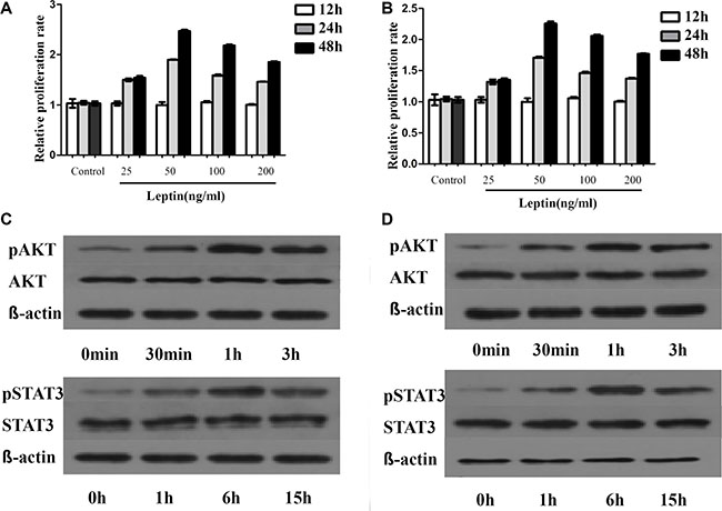 Leptin promotes MM cells proliferation by regulating phosphorylation of proliferation associated proteins.