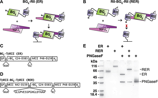 ER and RER expression and purification.