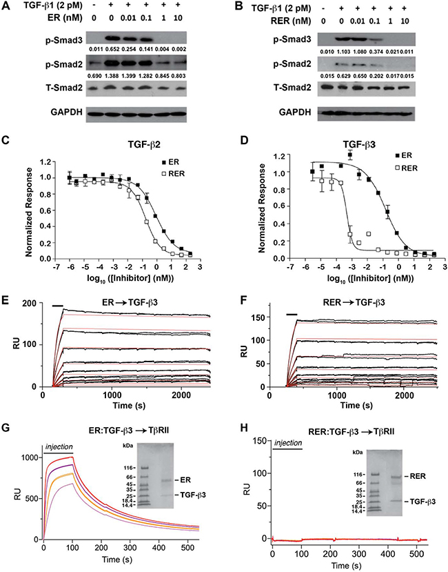 ER and RER antagonism of TGF-&#x03B2; signaling and mechanism of action.