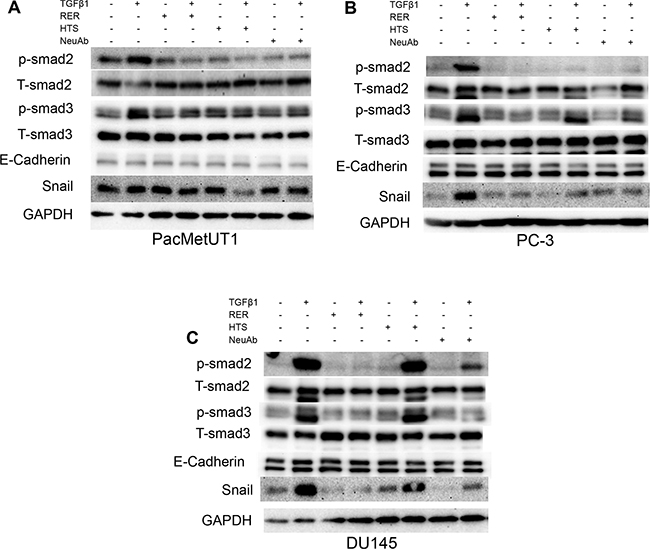 TGF-&#x03B2; inhibitors had varying efficacy in blocking TGF-&#x03B2;-induced Smad phosphorylation.