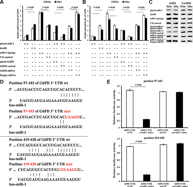 Identification of the G6PD mRNA 3&#x2032;-UTR seed region directly regulated by miR-1.