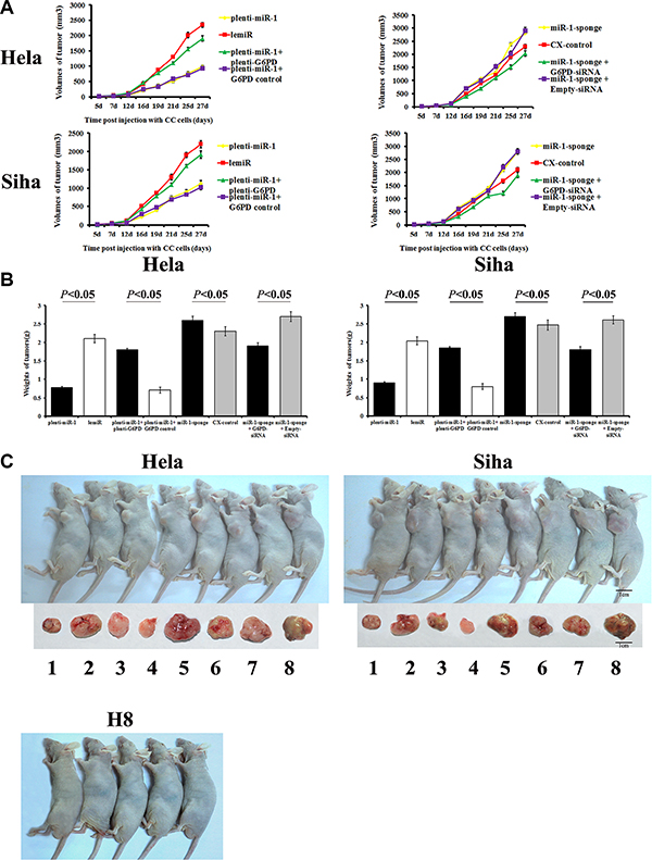 Tumor formation and growth in nude mice after cervical cancer cell xenografts.
