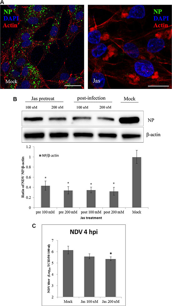 Actin rearrangements during NDV internalization.