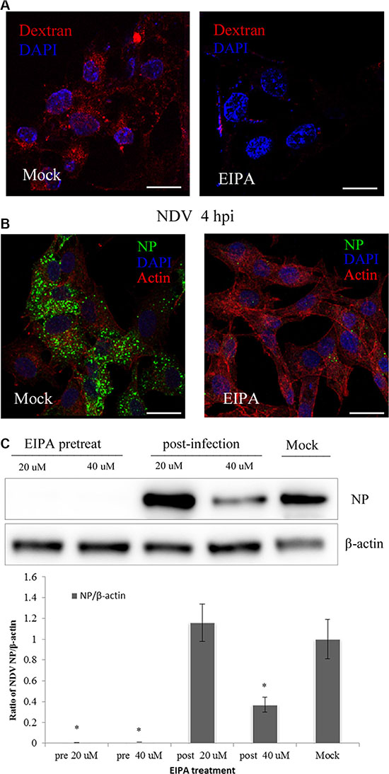 NDV entry involves macropinocytosis.