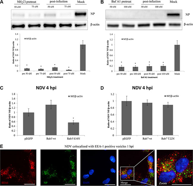 NDV infection is pH-dependent and intracellular trafficking involves Rab5a-positive early endosomes.