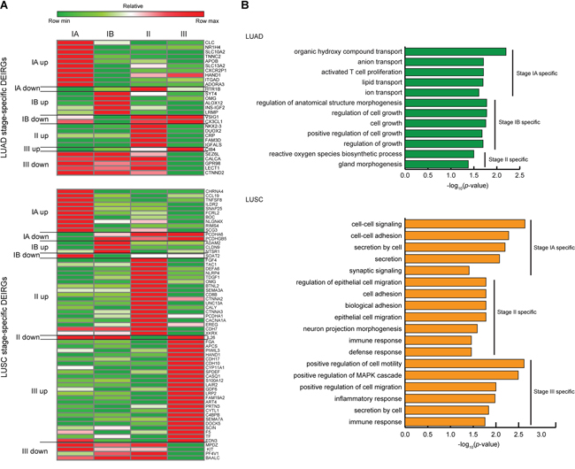Expression profiles and GO analysis of the stage-specific DEIRGs in LUAD and LUSC.