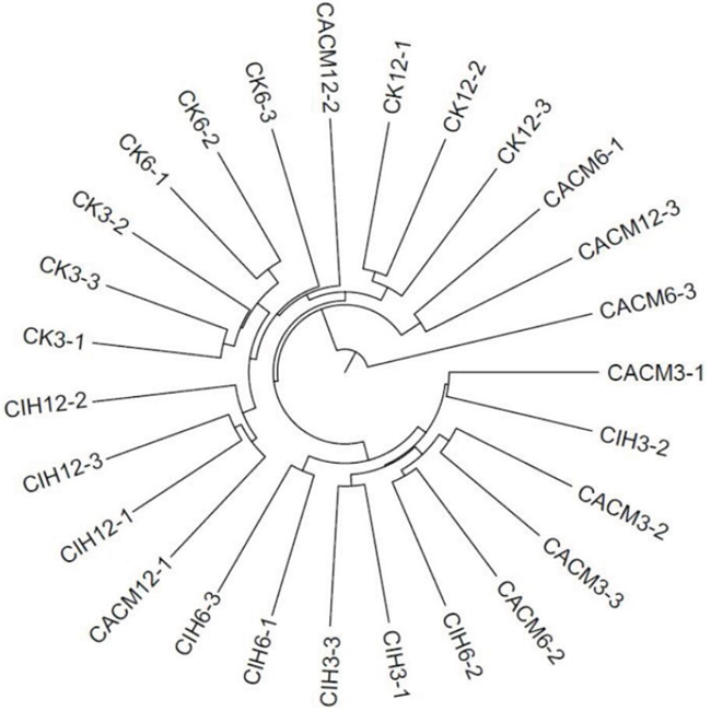 Phylogenetic tree.