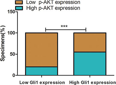 Percentage of specimens exhibiting low or high Gli1 expression and association of Gli1 expression with expression levels of p-AKT in CRC tumor specimens.