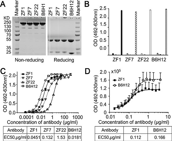 Isolation of human anti-CD47 antibodies.