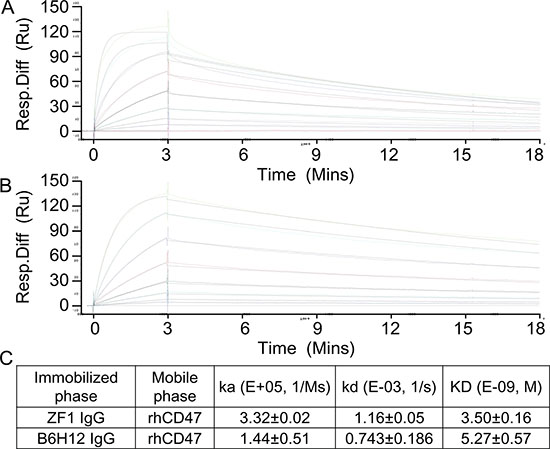 Affinity determination by Surface Plasmon Resonance (SPR).