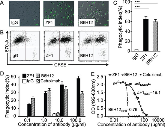 ZF1 induced antibody-dependent macrophage phagocytosis.