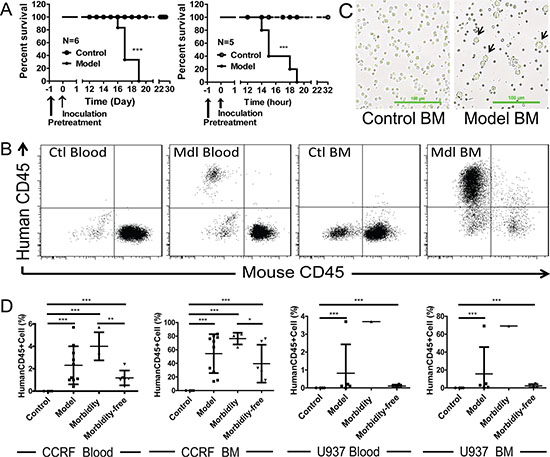 Engrafted mouse models for human ALL and AML.