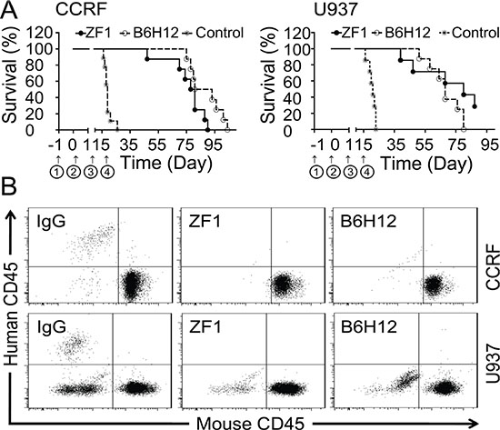 Protection from leukemic death by ZF1 in vivo.