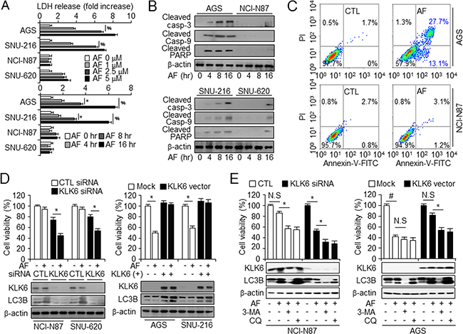 KLK6 expression is attenuated by AF-induced cell death in gastric cancer cell lines.