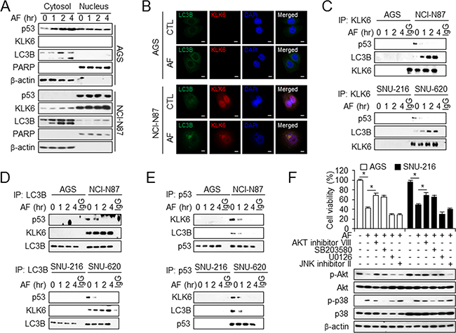 Interaction of KLK6, LC3B, and p53 is required for AF-induced autophagy activation.