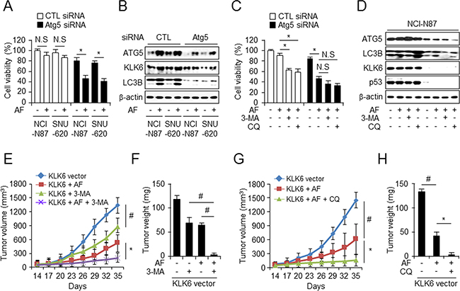CQ enhances AF-induced growth inhibition of tumor xenografts in KLK6-overexpressing cells.