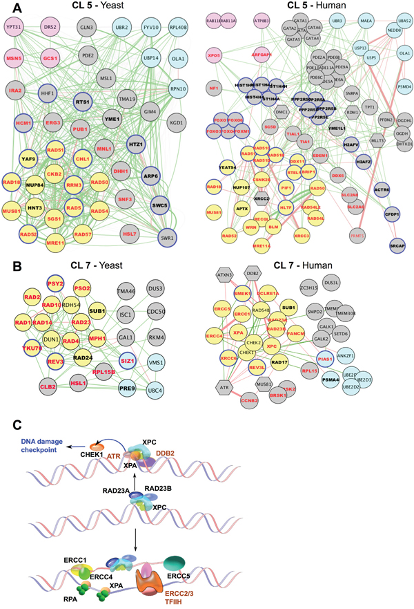 Evolutionary conservation of gene networks related to DDR.