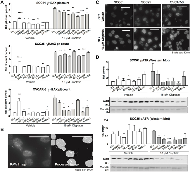 Evaluation of candidate gene regulator of DNA damage responses.