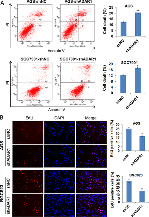 Knockdown of ADAR1 induced cell death and slowed down cell growth.