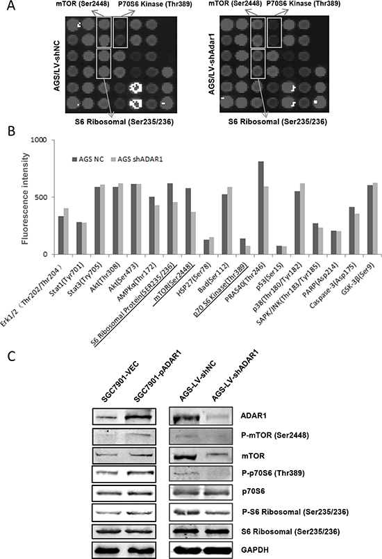 Effects of ADAR1 on the phosphorylation level of mTOR signaling in GC cells.