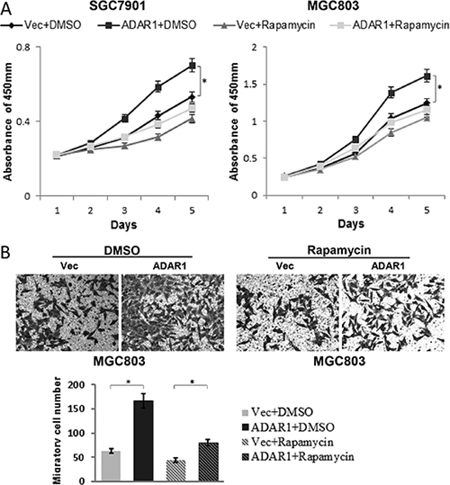 Rapamycin partially blocked the effects of ADAR1 overexpression on GC cell growth and migration.