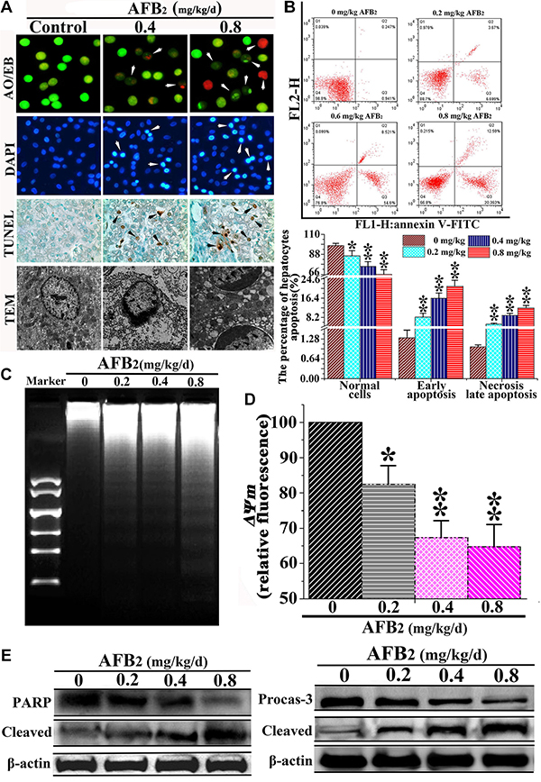 Effect of AFB2 on apoptosis of hepatocytes.