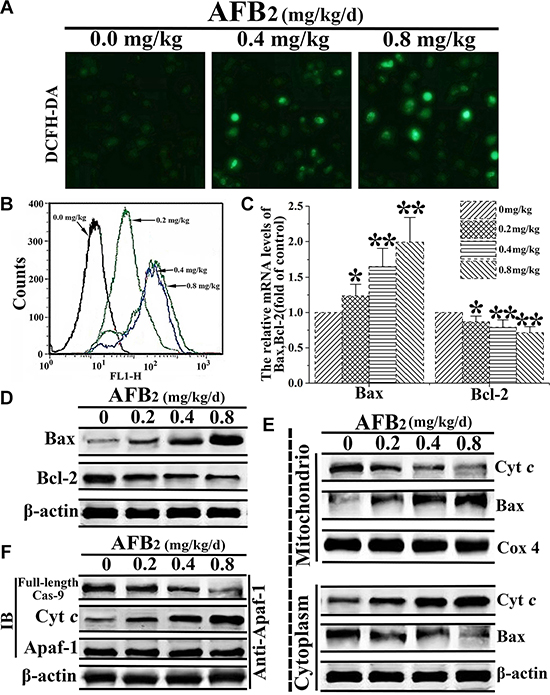 AFB2-induced apoptosis of hepatocytes via activation of the mitochondria-dependent pathway.