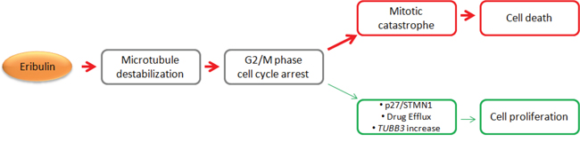 Summary of cellular response to eribulin in osteosarcoma.