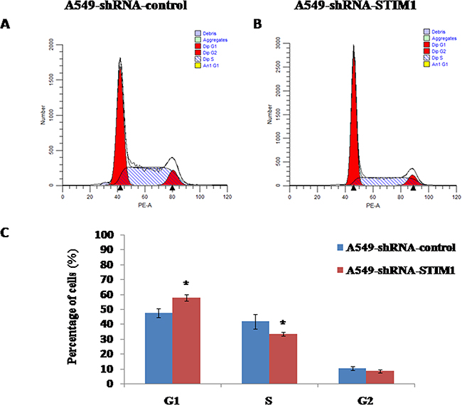 Effects of STIM1 silencing on cell cycle distribution.