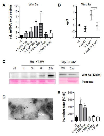 Tumor cell-derived vesicles induce production of Wnt 5a-positive M&#x3a6; vesicles which then induce invasion.