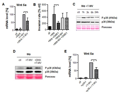 Vesicle-induced Wnt 5a-induction is Wnt- and p38-dependent.